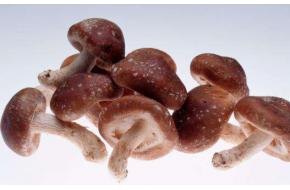 香菇种植使用黑白膜好还是绿白膜好呢?